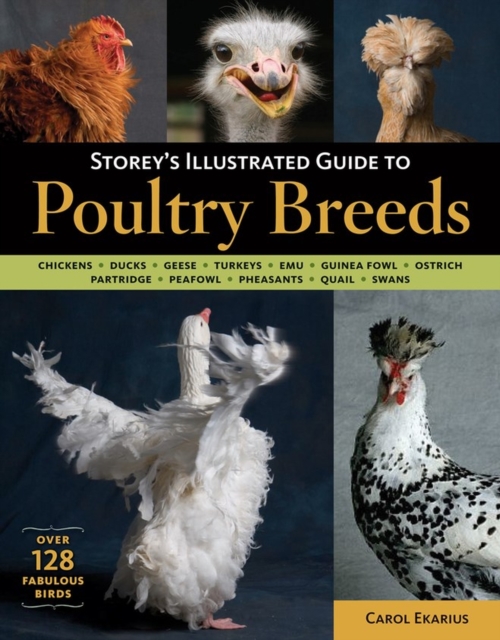 Storey's Illustrated Guide to Poultry Breeds : Chickens, Ducks, Geese, Turkeys, Emus, Guinea Fowl, Ostriches, Partridges, Peafowl, Pheasants, Quails, Swans, Paperback / softback Book