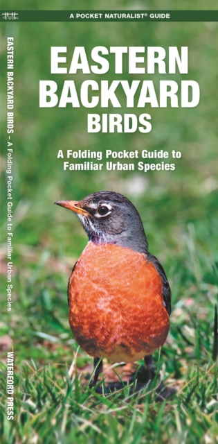Eastern Backyard Birds : A Folding Pocket Guide to Familiar Urban Species, Pamphlet Book