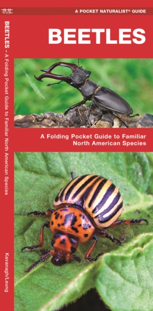 Beetles : A Folding Pocket Guide to Familiar North American Species, Pamphlet Book