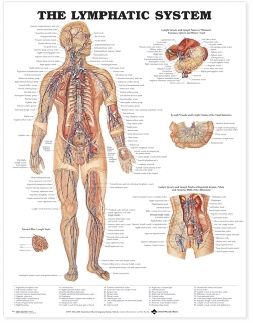The Lymphatic System Anatomical Chart, Wallchart Book