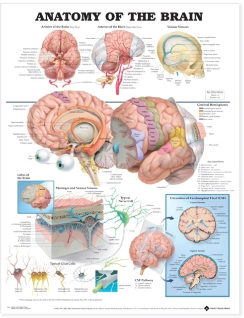 Anatomy of the Brain Anatomical Chart, Wallchart Book