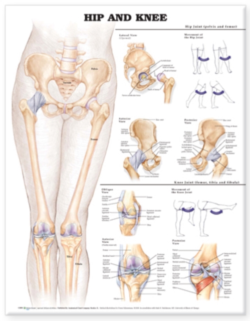 Hip and Knee Anatomical Chart, Wallchart Book