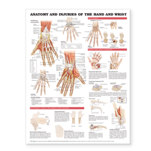 Anatomy and Injuries of the Hand and Wrist Anatomical Chart, Wallchart Book