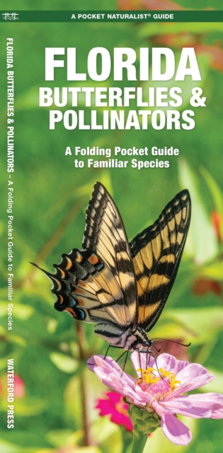 Florida Butterflies & Pollinators : A Folding Pocket Guide to Familiar Species, Pamphlet Book