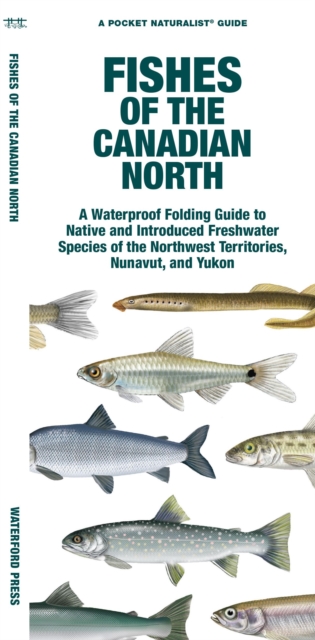 Fishes of the Canadian North : A Waterproof Folding Guide to Native and Introduced Freshwater Species of the Northwest Territories, Nunavut and Yukon, Pamphlet Book