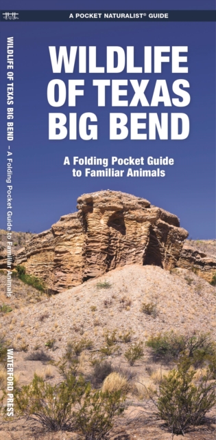 Wildlife of Texas Big Bend : A Folding Pocket Guide to Familiar Animals, Pamphlet Book