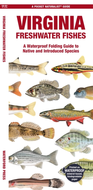 Virginia Freshwater Fishes : A Waterproof Folding Guide to Native and Introduced Species, Pamphlet Book