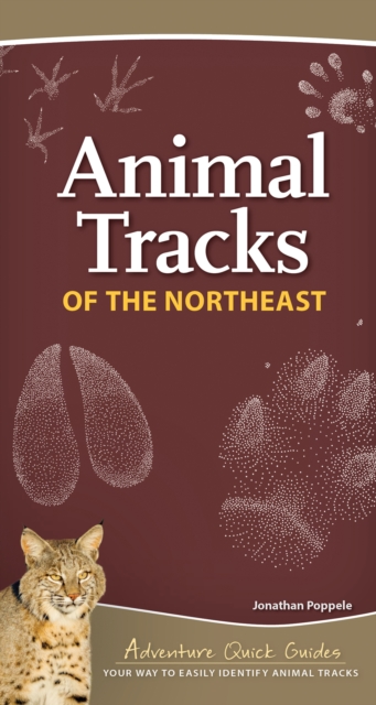 Animal Tracks of the Northeast : Your Way to Easily Identify Animal Tracks, Spiral bound Book