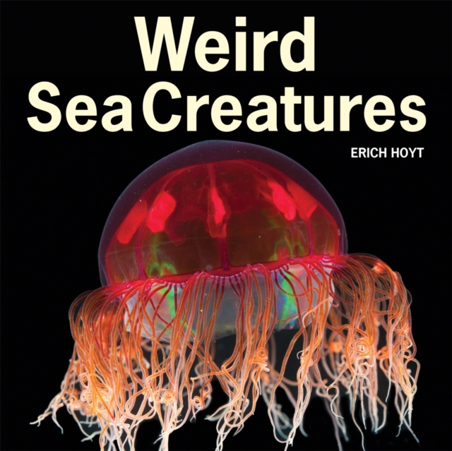Weird Sea Creatures, Paperback / softback Book