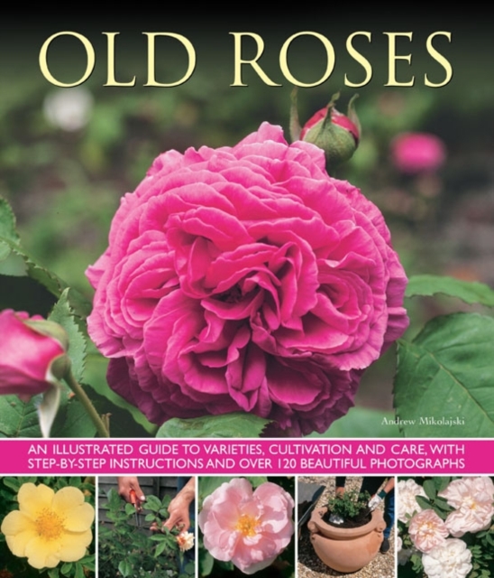 Old Fashioned Roses, Paperback / softback Book