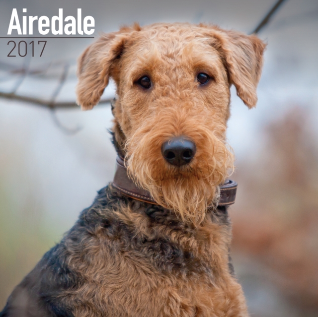 Airedale Calendar 2017, Calendar Book