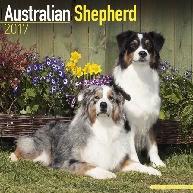 Australian Shepherd Calendar 2017, Calendar Book