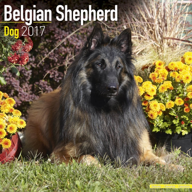 Belgian Shepherd Dog Calendar 2017, Calendar Book