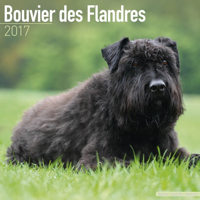 Bouvier des Flandres Calendar 2017, Calendar Book