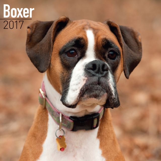 Boxer Calendar 2017, Calendar Book