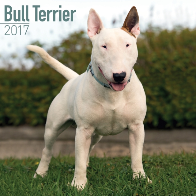 Bull Terrier Calendar 2017, Calendar Book