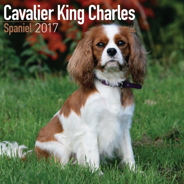 Cavalier King Charles Spaniel Calendar 2017, Calendar Book