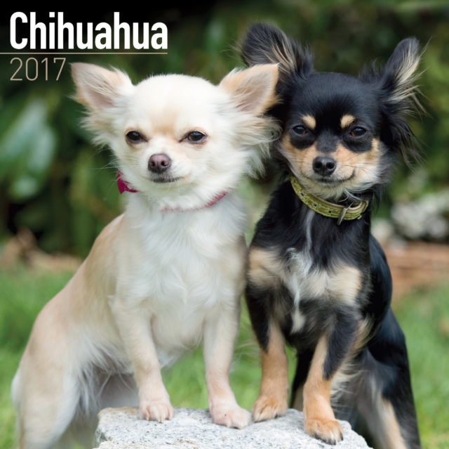 Chihuahua Calendar 2017, Calendar Book