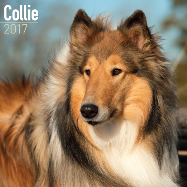 Collie Calendar 2017, Calendar Book
