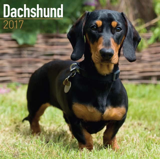 Dachshund Calendar 2017, Calendar Book