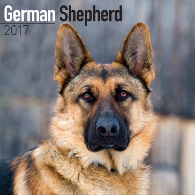 German Shepherd Calendar 2017, Paperback Book