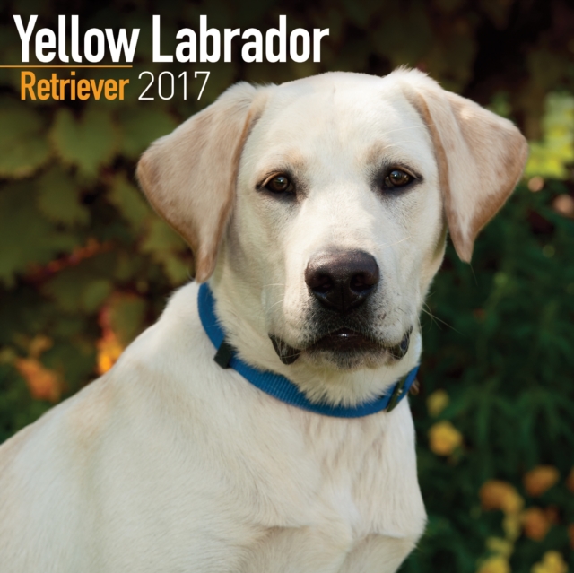 Yellow Labrador Retriever Calendar 2017, Paperback Book
