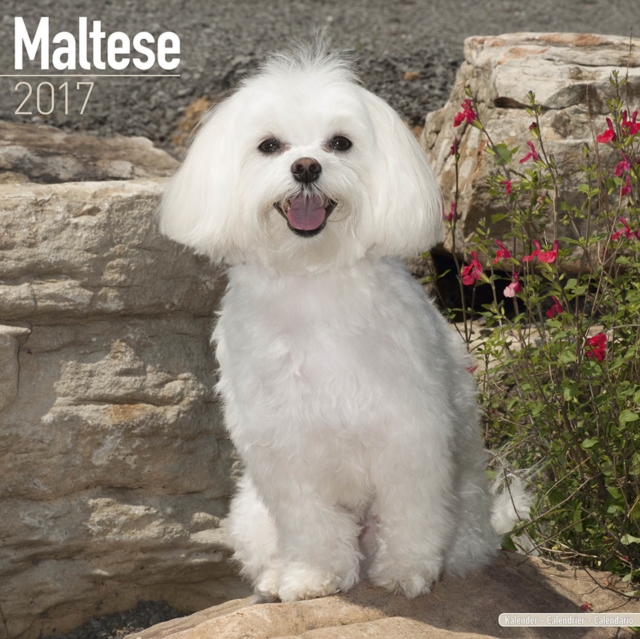 Maltese Calendar 2017, Paperback Book