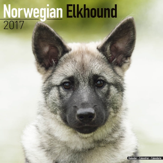 Norwegian Elkhound Calendar 2017, Paperback Book