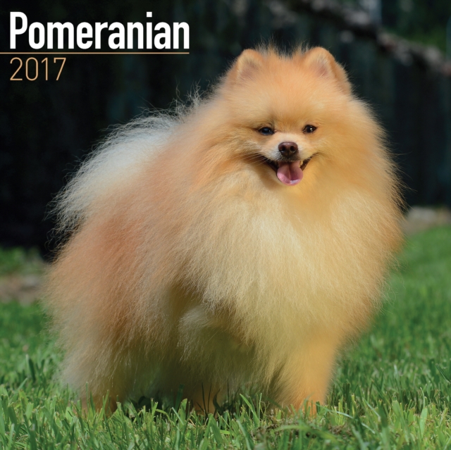 Pomeranian Calendar 2017, Paperback Book