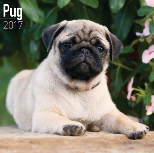 Pug Calendar 2017, Calendar Book