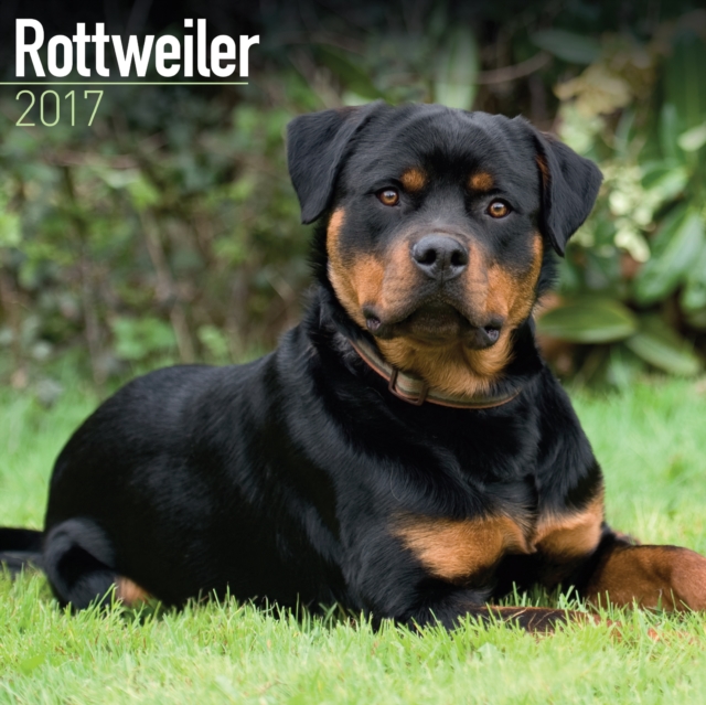 Rottweiler Calendar 2017, Paperback Book