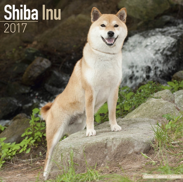 Shiba Inu Calendar 2017, Paperback Book