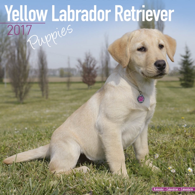 Yellow Labrador Retriever Puppies Calendar 2017, Paperback Book