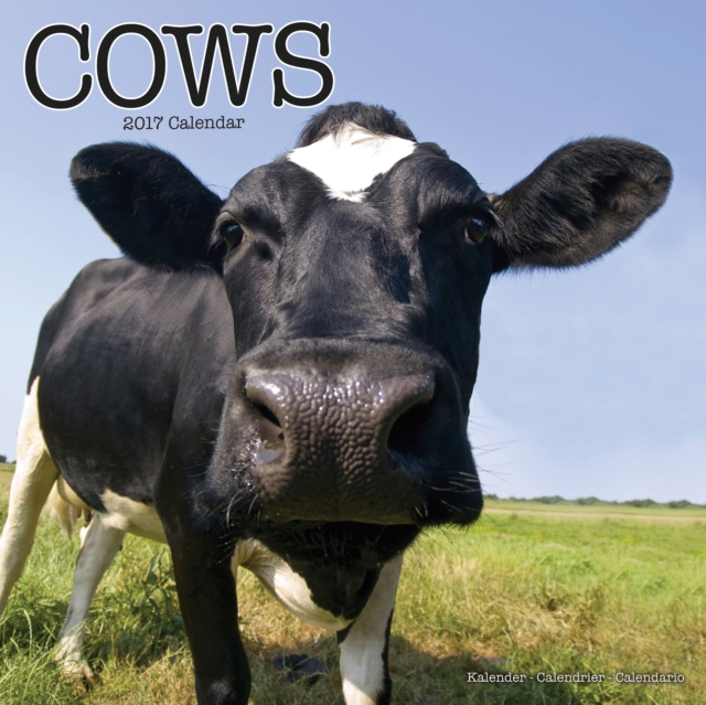 Cows Calendar 2017, Calendar Book