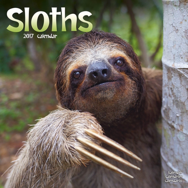 Sloths Calendar 2017, Paperback Book