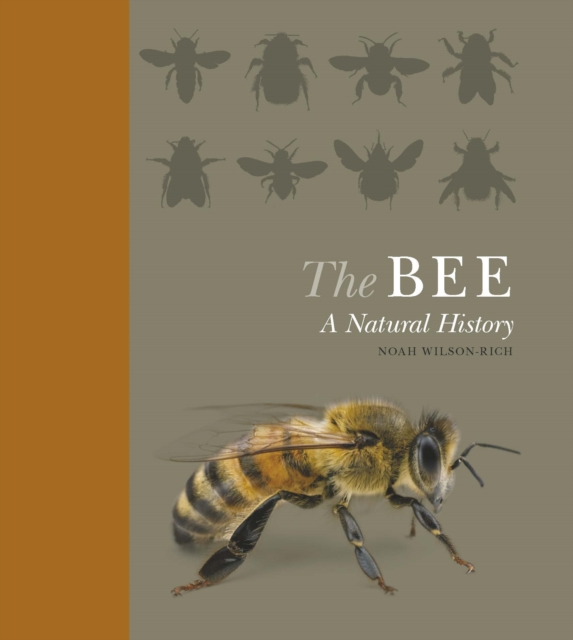 The Bee : A Natural History, Hardback Book