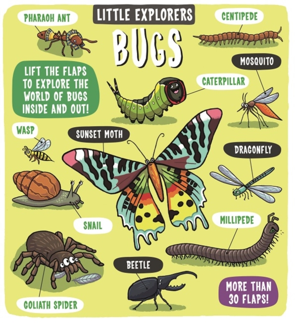 Little Explorers: Bugs, Board book Book