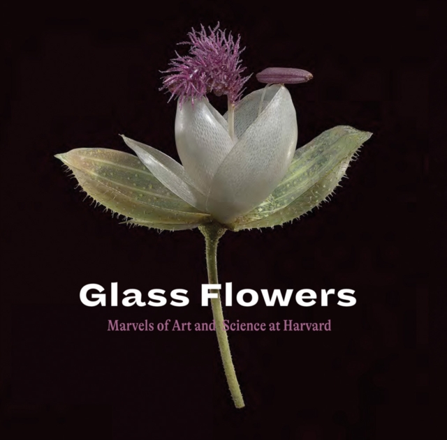 Glass Flowers : Marvels of Art and Science at Harvard, Paperback / softback Book
