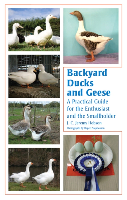 Backyard Ducks and Geese : A Practical Guide for the Enthusiast and the Smallholder, Paperback / softback Book