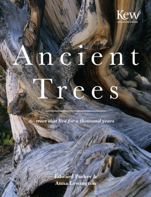 Ancient Trees : Trees that live for a thousand years, Hardback Book