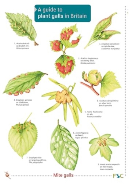 Guide to Plant Galls in Britain, Wallchart Book