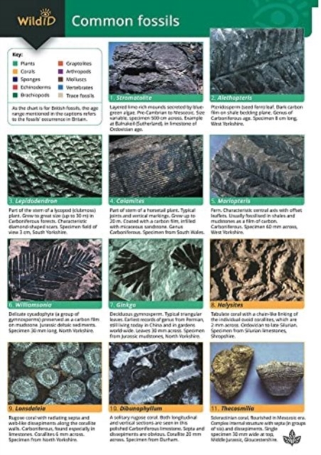 A Guide to Common Fossils, Wallchart Book