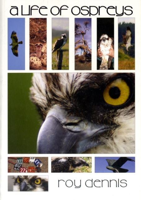 A Life of Ospreys, Paperback / softback Book