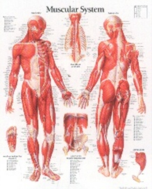 Muscular System with Male Figure Paper Poster, Poster Book