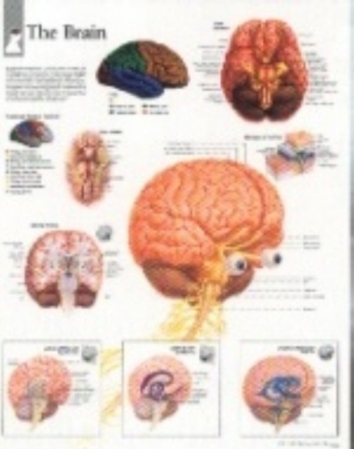 Brain Paper Poster, Poster Book