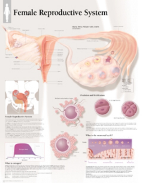 Female Reproductive System Paper Poster, Poster Book