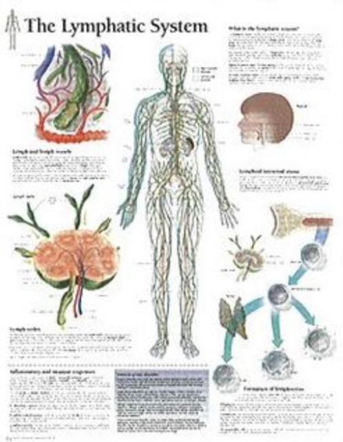 Lymphatic System Paper Poster, Poster Book