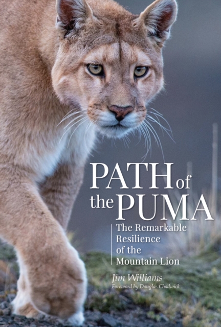 Path of the Puma : The Remarkable Resilience of the Mountain Lion, Hardback Book