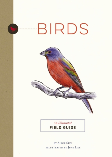 Birds : An Illustrated Field Guide, Paperback / softback Book