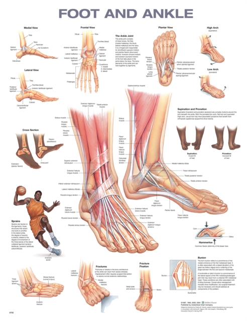 Foot and Ankle Anatomical Chart, Wallchart Book